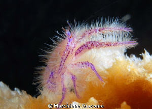 The hair
Nikon D200 , 60 micro , twin strobo
Bohol by Marchione Giacomo 